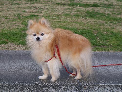 https://images.dog.ceo/breeds/pomeranian/n02112018_3064.jpg