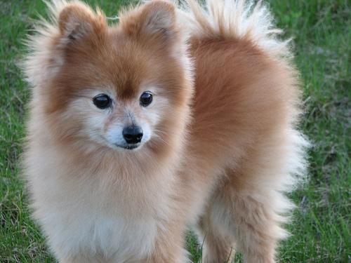 https://images.dog.ceo/breeds/pomeranian/n02112018_3097.jpg