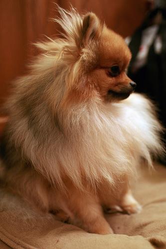 https://images.dog.ceo/breeds/pomeranian/n02112018_3126.jpg