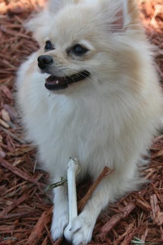 https://images.dog.ceo/breeds/pomeranian/n02112018_3133.jpg