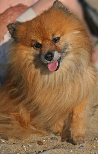 https://images.dog.ceo/breeds/pomeranian/n02112018_3302.jpg