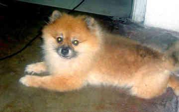 https://images.dog.ceo/breeds/pomeranian/n02112018_354.jpg