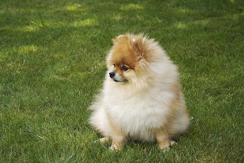 https://images.dog.ceo/breeds/pomeranian/n02112018_3666.jpg