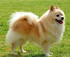 https://images.dog.ceo/breeds/pomeranian/n02112018_3737.jpg