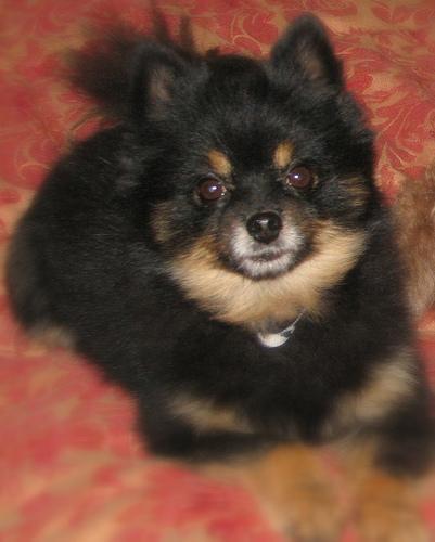 https://images.dog.ceo/breeds/pomeranian/n02112018_3742.jpg