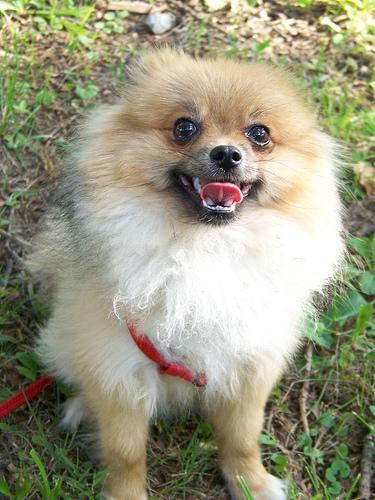 https://images.dog.ceo/breeds/pomeranian/n02112018_3812.jpg