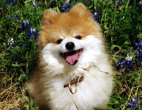 https://images.dog.ceo/breeds/pomeranian/n02112018_3867.jpg