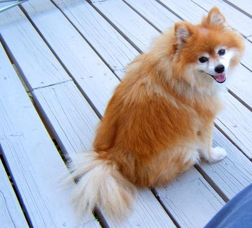 https://images.dog.ceo/breeds/pomeranian/n02112018_4206.jpg