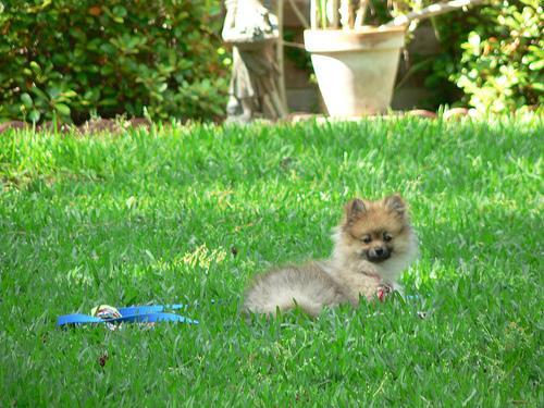 https://images.dog.ceo/breeds/pomeranian/n02112018_4243.jpg