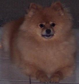 pomeranian