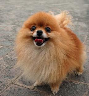 https://images.dog.ceo/breeds/pomeranian/n02112018_4296.jpg