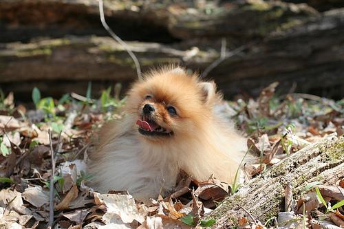 https://images.dog.ceo/breeds/pomeranian/n02112018_4586.jpg