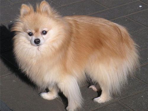 https://images.dog.ceo/breeds/pomeranian/n02112018_4644.jpg