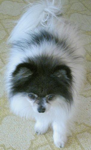 https://images.dog.ceo/breeds/pomeranian/n02112018_4813.jpg