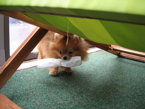 https://images.dog.ceo/breeds/pomeranian/n02112018_5091.jpg