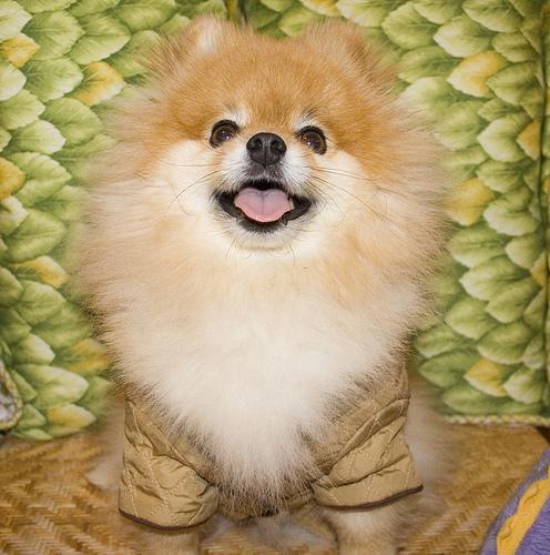 https://images.dog.ceo/breeds/pomeranian/n02112018_514.jpg