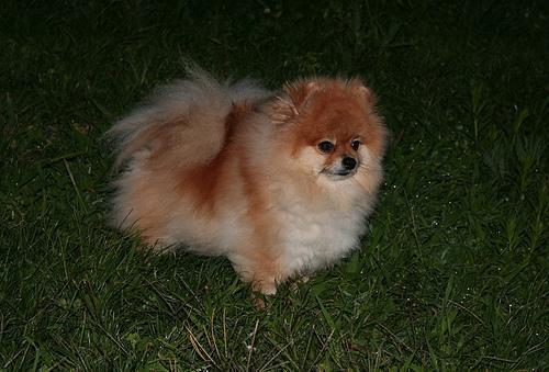 https://images.dog.ceo/breeds/pomeranian/n02112018_5317.jpg