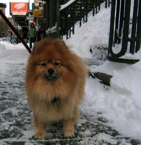 https://images.dog.ceo/breeds/pomeranian/n02112018_5349.jpg