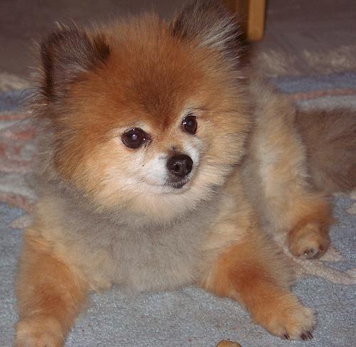 https://images.dog.ceo/breeds/pomeranian/n02112018_541.jpg