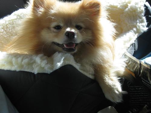 https://images.dog.ceo/breeds/pomeranian/n02112018_5540.jpg