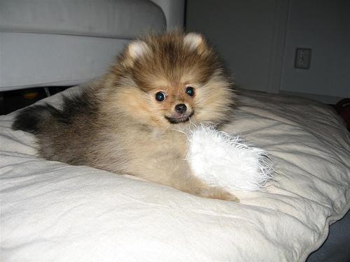 https://images.dog.ceo/breeds/pomeranian/n02112018_5812.jpg