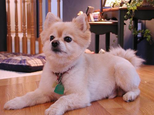 https://images.dog.ceo/breeds/pomeranian/n02112018_5864.jpg