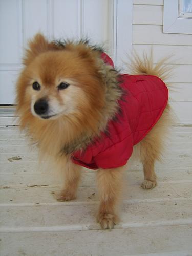 https://images.dog.ceo/breeds/pomeranian/n02112018_6098.jpg