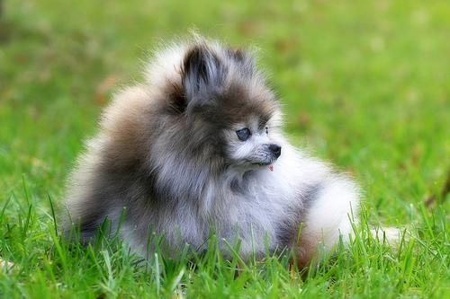 https://images.dog.ceo/breeds/pomeranian/n02112018_6113.jpg