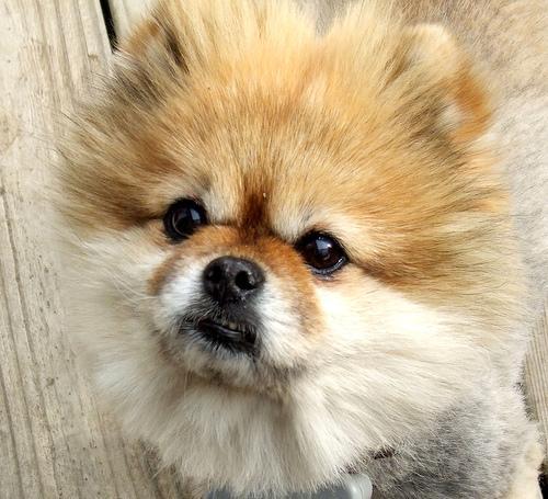 https://images.dog.ceo/breeds/pomeranian/n02112018_612.jpg