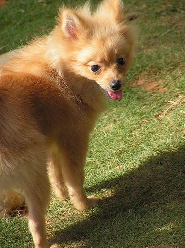 https://images.dog.ceo/breeds/pomeranian/n02112018_6149.jpg