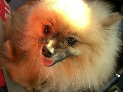 https://images.dog.ceo/breeds/pomeranian/n02112018_6190.jpg