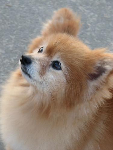 https://images.dog.ceo/breeds/pomeranian/n02112018_627.jpg