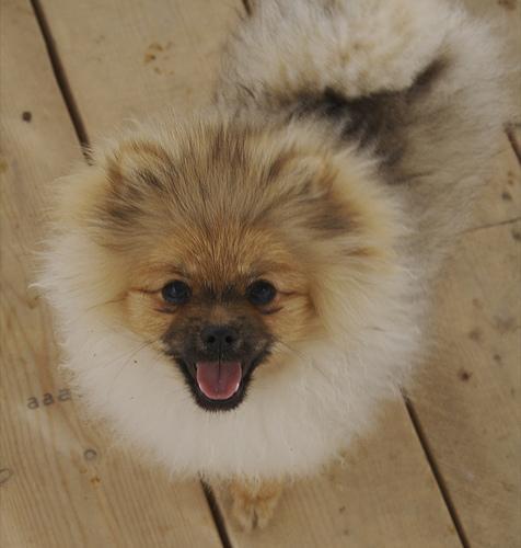 https://images.dog.ceo/breeds/pomeranian/n02112018_6676.jpg