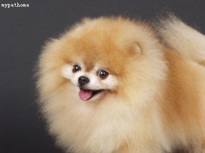 https://images.dog.ceo/breeds/pomeranian/n02112018_6832.jpg