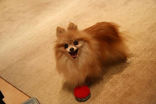 https://images.dog.ceo/breeds/pomeranian/n02112018_7019.jpg