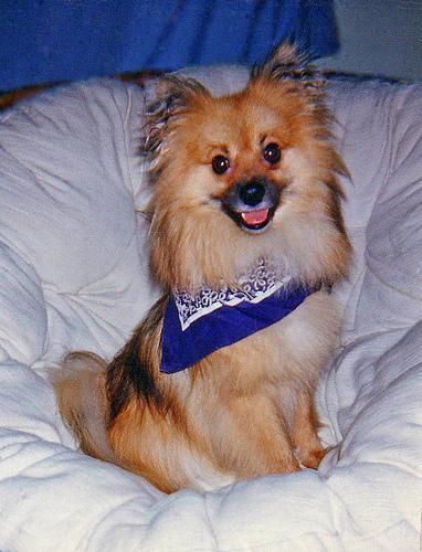 https://images.dog.ceo/breeds/pomeranian/n02112018_7157.jpg