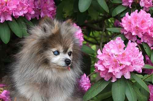 https://images.dog.ceo/breeds/pomeranian/n02112018_725.jpg