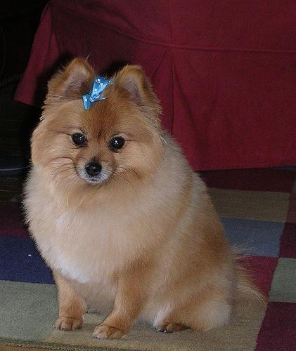 https://images.dog.ceo/breeds/pomeranian/n02112018_7341.jpg