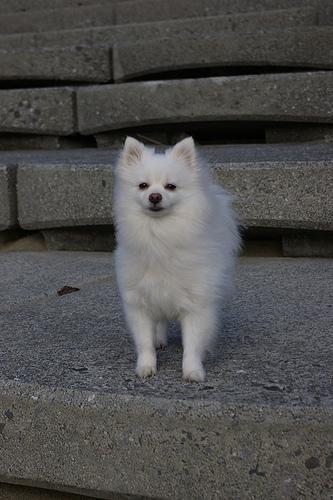 https://images.dog.ceo/breeds/pomeranian/n02112018_8351.jpg