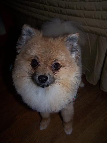 https://images.dog.ceo/breeds/pomeranian/n02112018_883.jpg