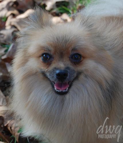 https://images.dog.ceo/breeds/pomeranian/n02112018_9028.jpg