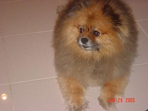 https://images.dog.ceo/breeds/pomeranian/n02112018_904.jpg