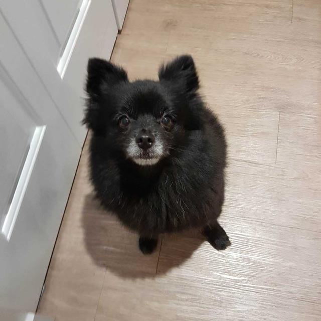 https://images.dog.ceo/breeds/pomeranian/pom-sophie-1.jpg