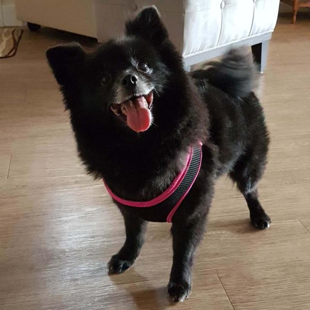 https://images.dog.ceo/breeds/pomeranian/pom-sophie-2.jpg