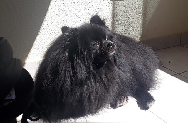 https://images.dog.ceo/breeds/pomeranian/pomeranian_black_006.jpg