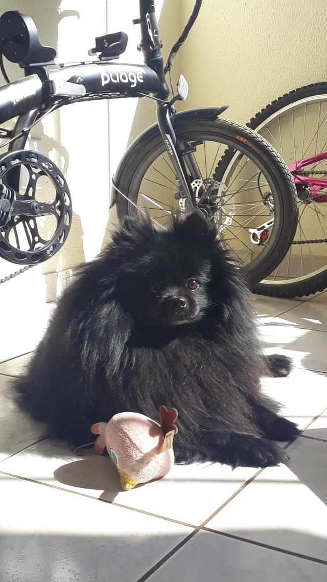 https://images.dog.ceo/breeds/pomeranian/pomeranian_black_01.jpg