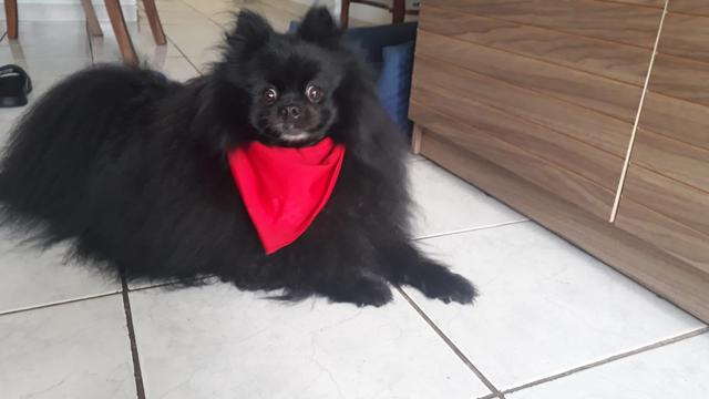 https://images.dog.ceo/breeds/pomeranian/pomeranian_black_03.jpg