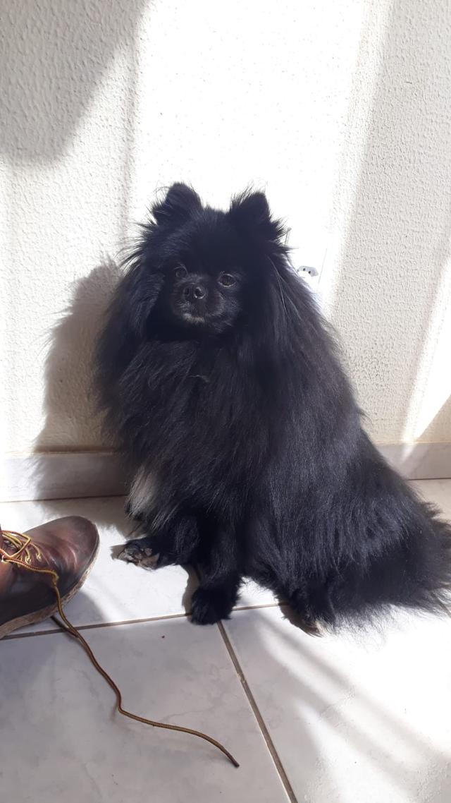 https://images.dog.ceo/breeds/pomeranian/pomeranian_black_07.jpg