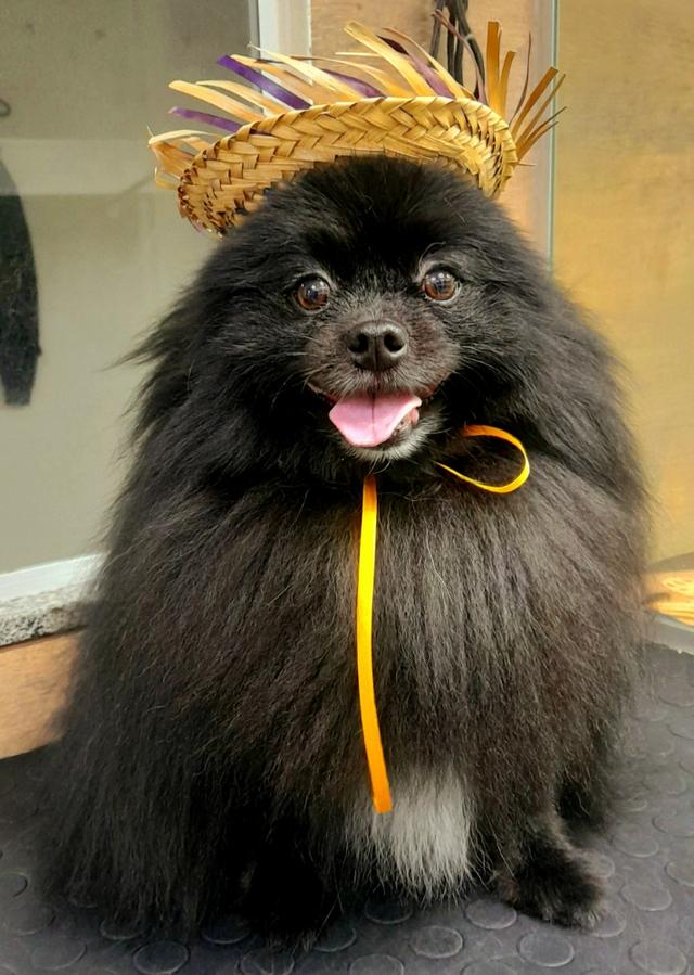 https://images.dog.ceo/breeds/pomeranian/pomeranian_black_08.jpg