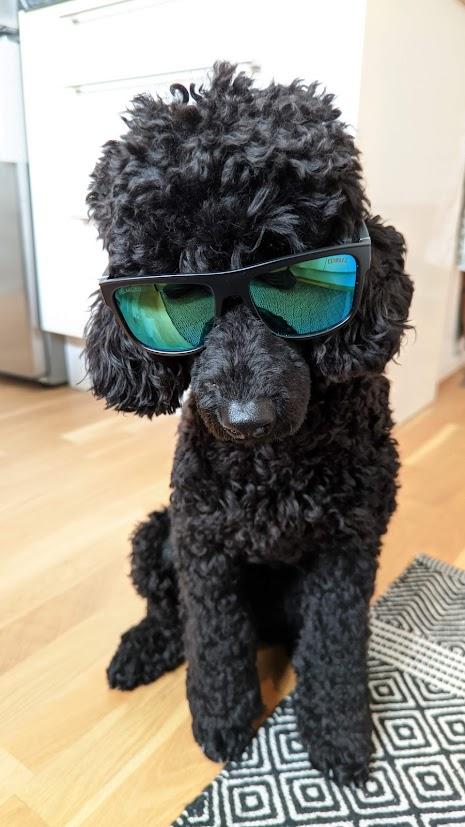 https://images.dog.ceo/breeds/poodle-medium/PXL_20210220_100624962.jpg